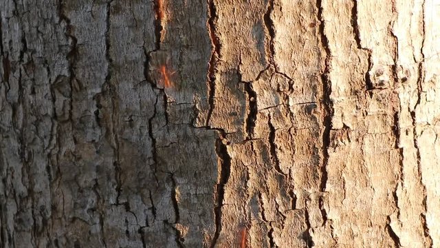 Red ants walk in a row on the bark of trees, with sunlight in the morning.