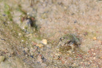 Close up the small green frog on mud ground in the pond