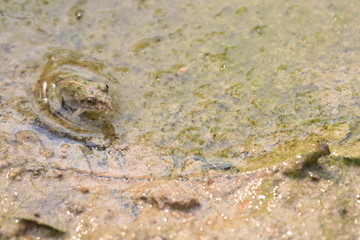 Close up the small green frog on mud ground in the pond