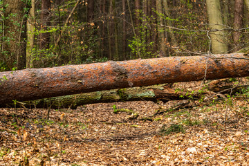 Umgestürzter Baum auf einem Waldweg