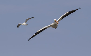 Obraz premium American white pelican (Pelecanus erythrorhynchos) in breeding plumage flying, Saylorville, Iowa, USA