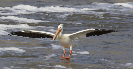 Fototapeta na wymiar American white pelican (Pelecanus erythrorhynchos) in breeding plumage flying, Saylorville, Iowa, USA