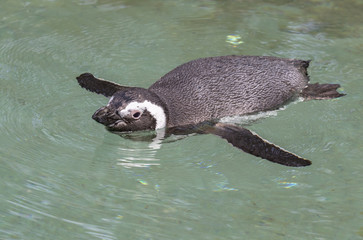 Humbolt Penguin Swimming