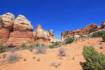 Fototapeta premium Needles District in Canyonlands National Park, Utah, USA