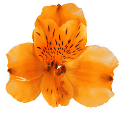 Garden  orange orchid flower  isolated on white background. Close-up. Macro. Element of design.
