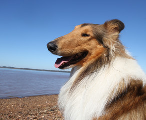 Collie dog on the beach