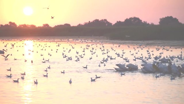 Great white pelicans swimming and foraging on water with many seagulls at dawn in summer with sun path on water surface