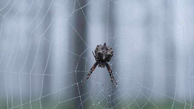 4K Starbellied Orbweaver (Acanthepeira stellata) 1