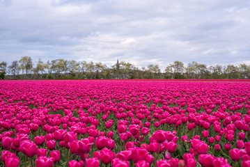 Colourful tulip fields, Netherlands