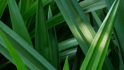 leaf green background