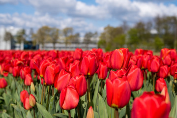 Colourful tulip fields, Netherlands