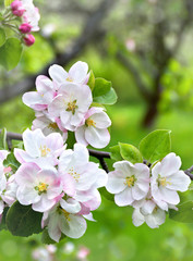 Obraz na płótnie Canvas Flowers apple tree in blooming garden in spring time.