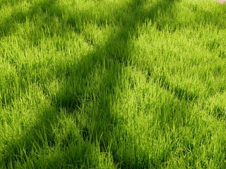 grass on green background of grass