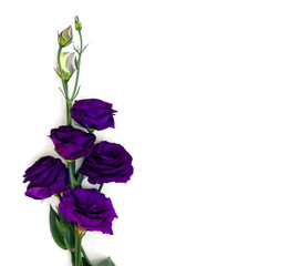 Fototapeta premium Violet flowers Eustoma (common names: Texas bluebells, bluebell, lisianthus, prairie gentian) on a white background with space for text. Top view, flat lay.