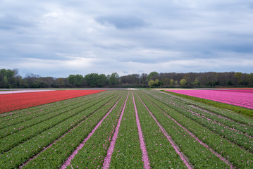 Fototapeta na wymiar Colourful tulip fields, Netherlands