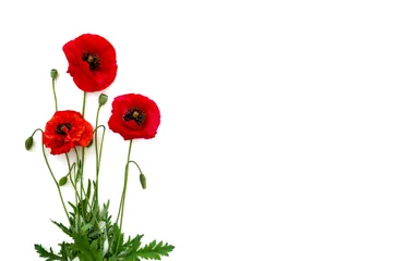 Wall murals Poppy Flowers red poppies (Papaver rhoeas, common names: corn poppy, corn rose, field poppy, red weed) on a white background with space for text. Top view, flat lay.