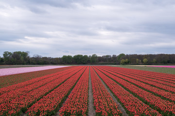 Colourful tulip fields, Netherlands