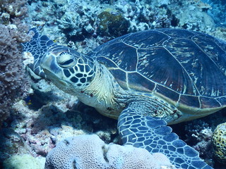 慶良間ダイビング（ウミガメ）