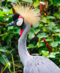 grey crowned crane