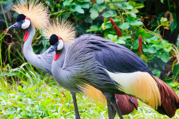 grey crowned crane - Powered by Adobe