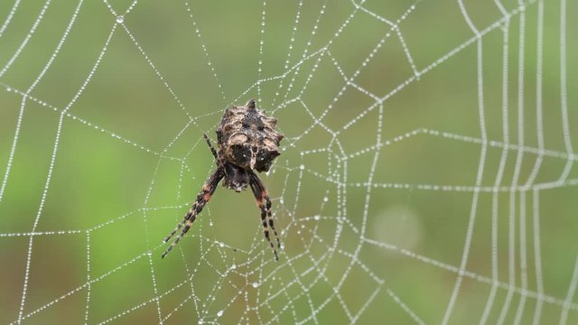 4K Starbellied Orbweaver (Acanthepeira stellata) 2