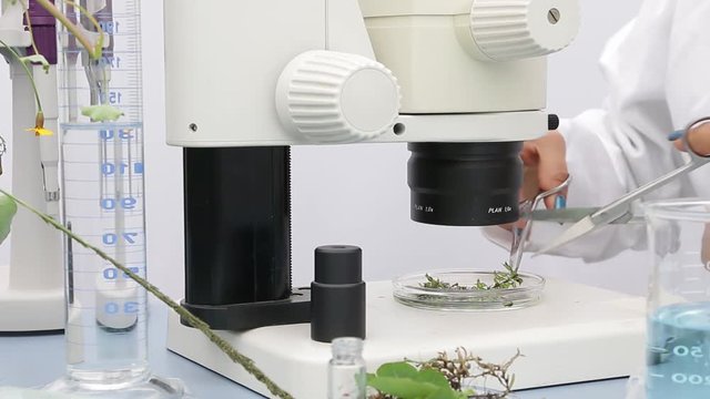 Young botanist student preparing fresh plant samples for further analysis