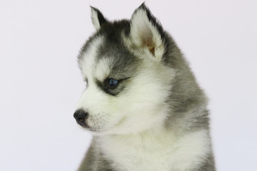 Siberian husky puppy