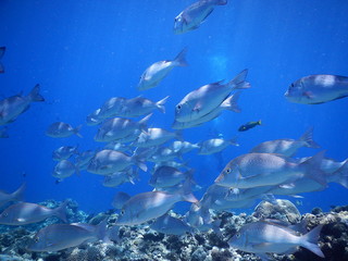 慶良間ダイビング