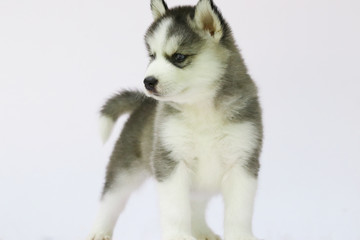Fototapeta na wymiar Siberian husky puppy