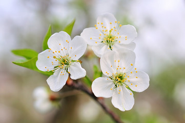 Mooie kersenbloesem in de lente