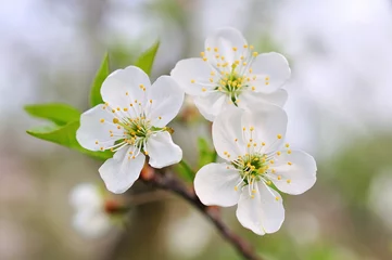 Acrylic kitchen splashbacks Cherryblossom Beautiful cherry blossom in spring time