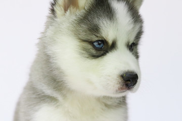 Siberian husky puppy