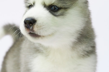 Siberian husky puppy