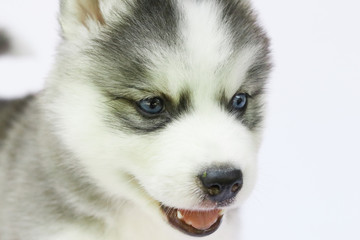 siberian husky puppy dog
