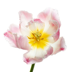 Delicate pink tulip flower isolated on white background.