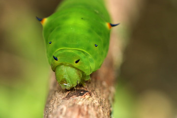 green horned caterpillar. this type of caterpillar is many found in tropical forests, such as in indonesia.  this caterpillar has black and yellow horn on the head. it usually eat leaf as the meal