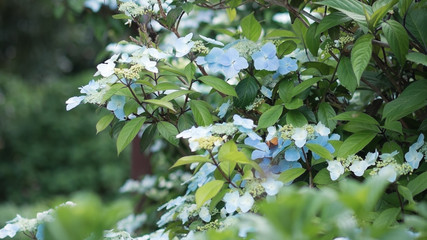 青い紫陽花