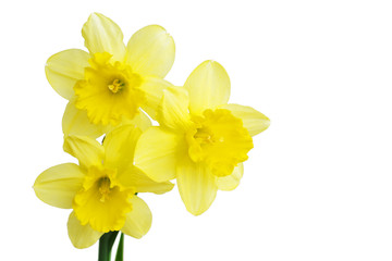 Daffodil flower or narcissus bouquet isolated on white background cutout