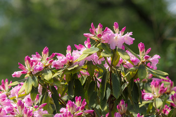 purple rhododendron in the spring
