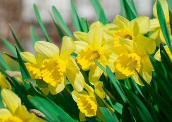 Daffodil flower or narcissus bouquet