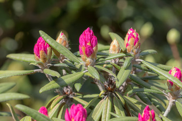 Obraz premium beginning of flowering rhododendron