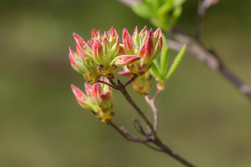 Obraz premium beginning of flowering