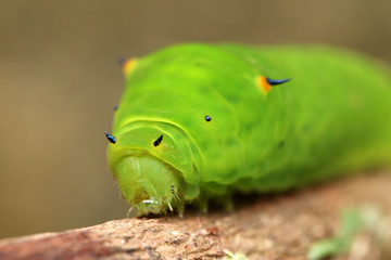 green horned caterpillar. this type of caterpillar is many found in tropical forests, such as in indonesia.  this caterpillar has black and yellow horn on the head. it usually eat leaf as the meal