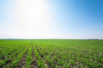 Green Field and Beautiful Sunset