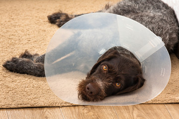 dog with buster collar