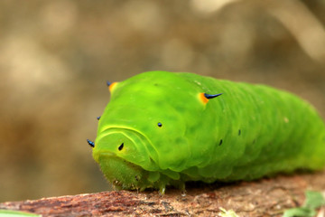 green horned caterpillar. this type of caterpillar is many found in tropical forests, such as in indonesia.  this caterpillar has black and yellow horn on the head. it usually eat leaf as the meal