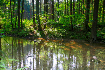 Fototapeta na wymiar river in the green forest