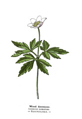 Botanical illustration.