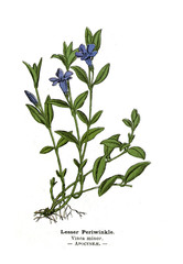 Botanical illustration.