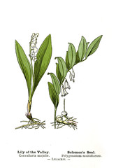 Botanical illustration.